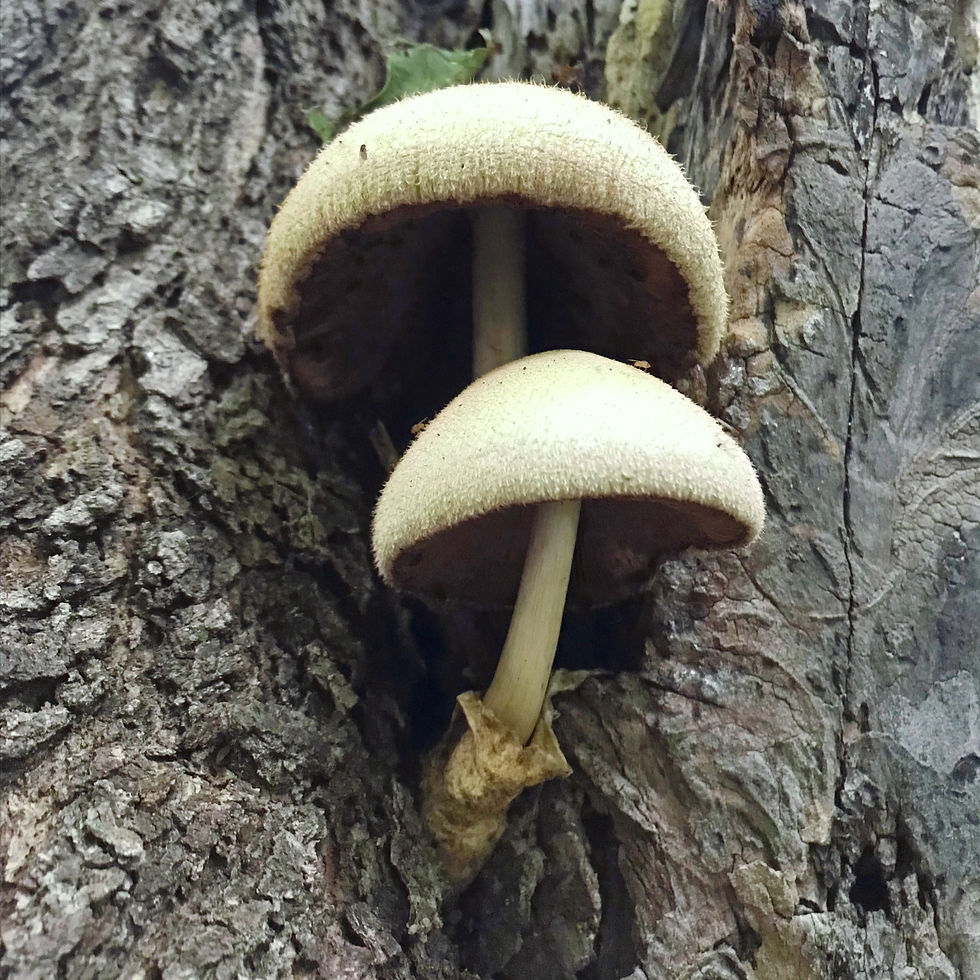 Thumbnail: Silky Sheath (Silky Rosegill)(Volvariella bombycina)