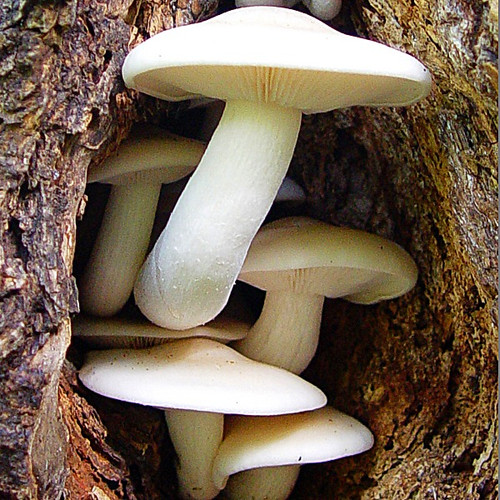 White Elm Mushroom (Hypsizygus ulmarius)(REAL) themyceliumemporium