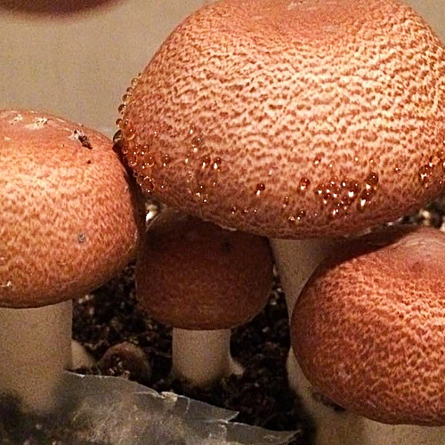 Almond Mushroom (Agaricus blazei) themyceliumemporium