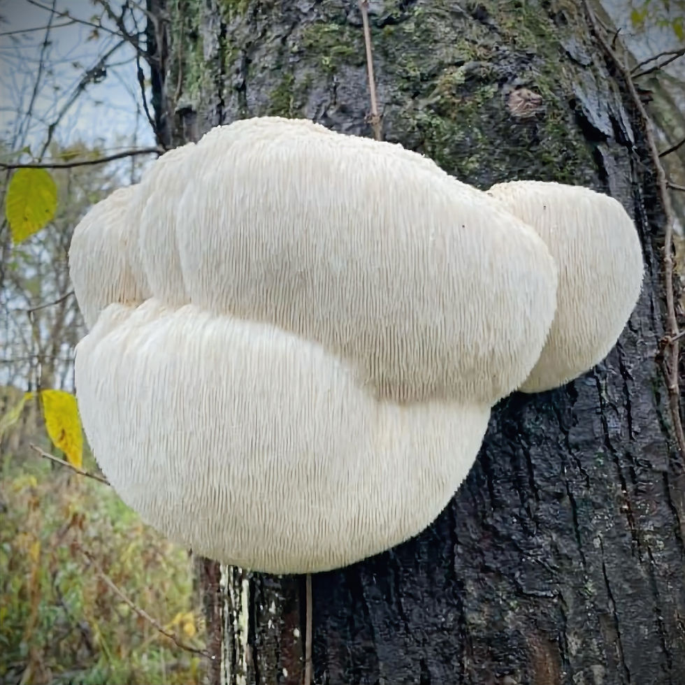 Thumbnail: Lion's Paw (Hericium erinaceus)