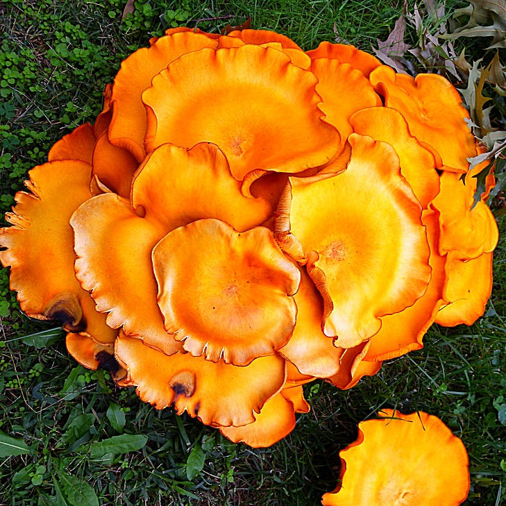 Jack o lantern Mushroom Omphalotus Olearius Themyceliumemporium Jack o lantern mushroom omphalotus olearius themyceliumemporium