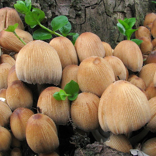 Chip Mica Cap. 100個入 UC342H1000J Mica Cap (Coprinellus micaceus) | themyceliumemporium