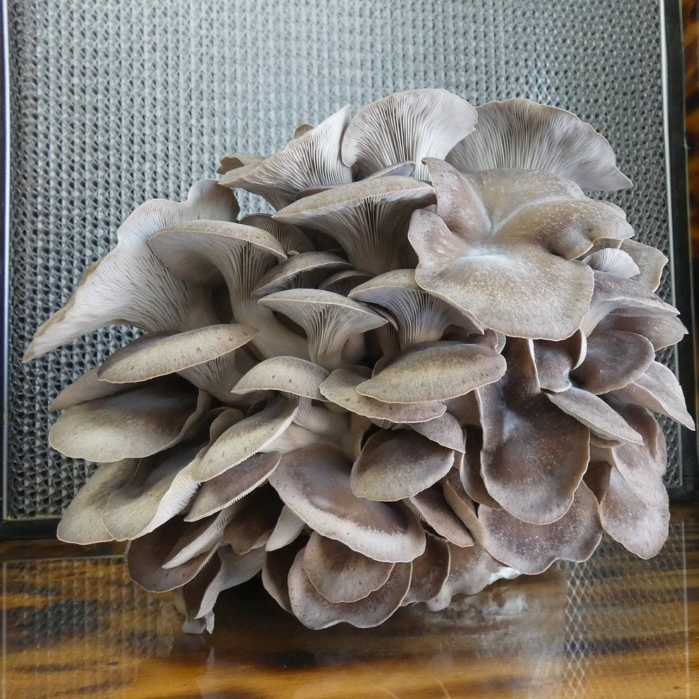 Black Pearl King Oyster (Pleurotus ostreatus Hybrid