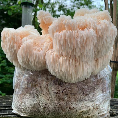 Lion's Mane (Heat Tolerant - Wild Strain)(Hericium erinaceus