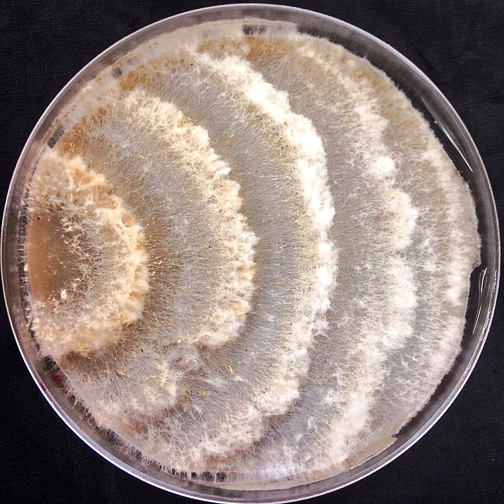 Plastic Eating Mushroom (Pestalotiopsis microspora) themyceliumemporium