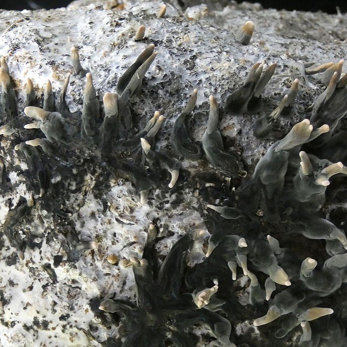 Thumbnail: Dead man's fingers (Xylaria polymorpha) Maine Wild Strain
