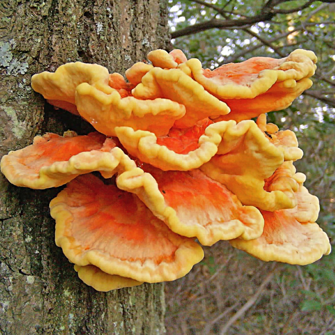Chicken of the woods (Laetiporus sulphureus)