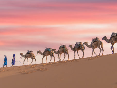If the Camel Could Speak – Reflections on Trade, Fables, and Global Connections
