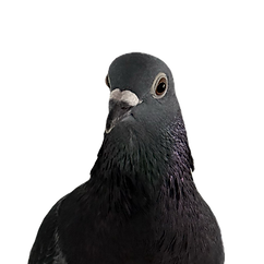 Pigeon