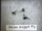 Onion Maggot Fly