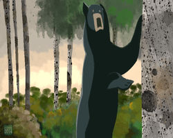 Black Bear