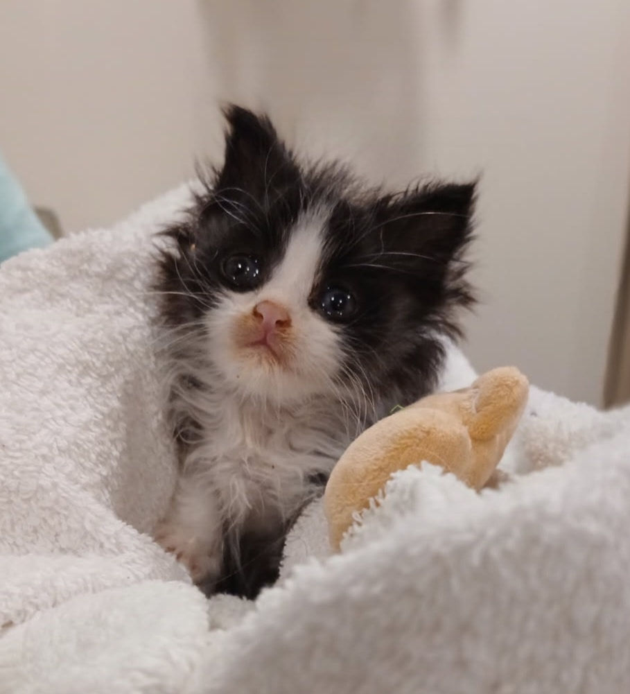 Frankie the community kitten