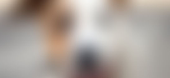 When we see a dog, we often think, “What kind of dog is that?"