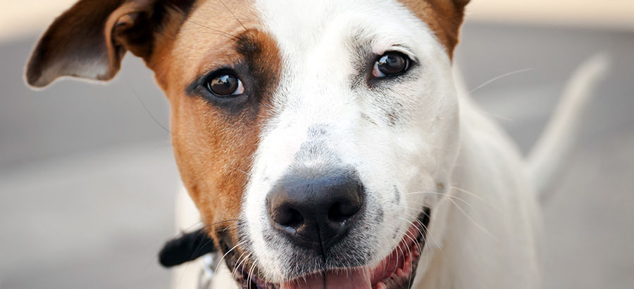 When we see a dog, we often think, “What kind of dog is that?"