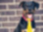albie_edited_edited.jpg