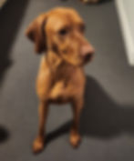 rex_edited.jpg