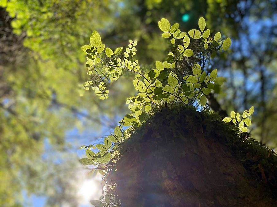 TREE_UP.jpg