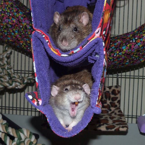 Double Cube Hammock