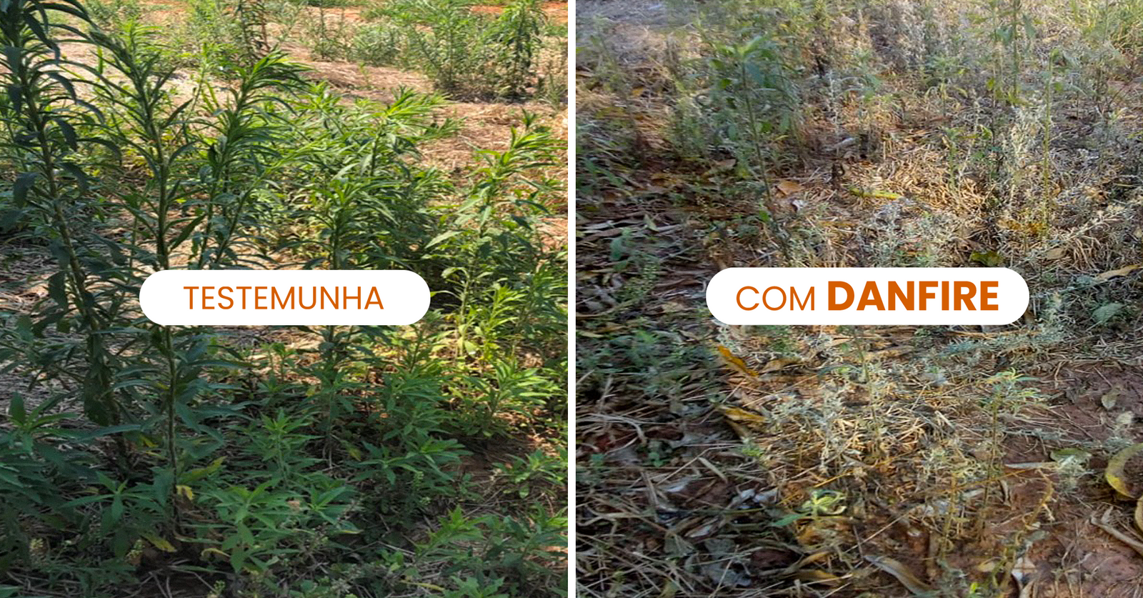 Comparativo 03 · Testemunha × DANFIRE