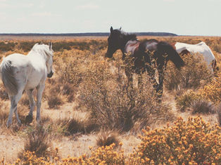 Bluebonnet Equine Humane Society Joins The Right Horse Initiative to Help Horses Find The Right Home