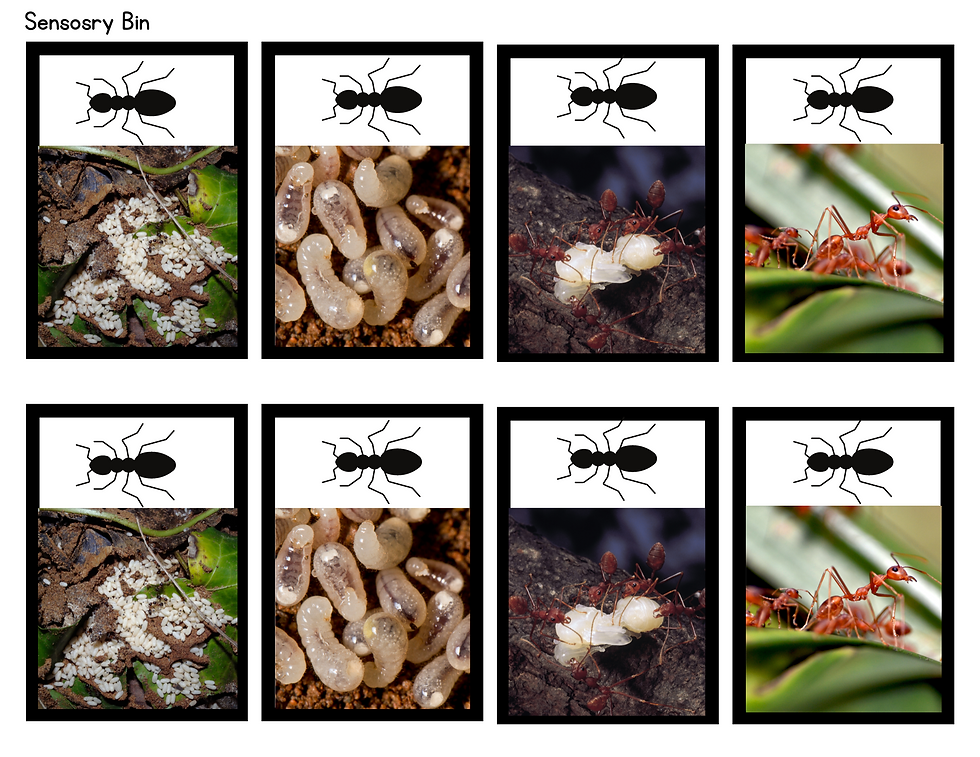 Thumbnail: Ant Science Bundle, Insects
