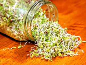broccoli sprouts