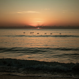 pelicans flying over the ocean at sunrise