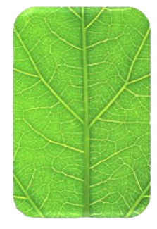 Health Leaf_edited.png