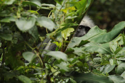 Colobus polykomos