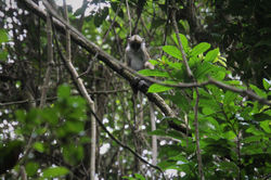 Procolobus verus