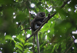Procolobus verus