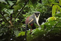 Cercopithèque diane