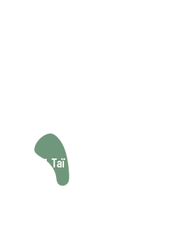 Tai.png