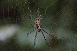 Nephila ?