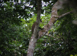 Cercopithecus petaurista