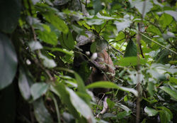 Cercopithecus petaurista