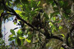 Cercopithecus petaurista