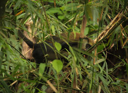 Cercopithecus campbelli