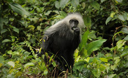 Colobus polykomos