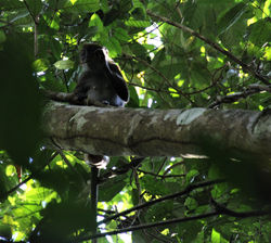 Procolobus verus