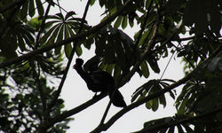 Corythaeola cristata