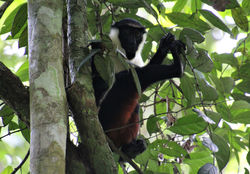 Cercopithèque diane