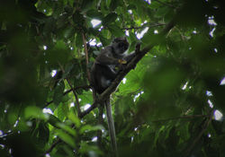 Procolobus verus