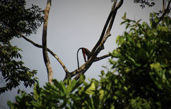 Cercopithèque diana