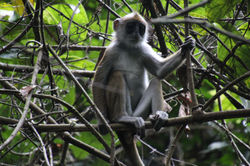 Procolobus verus