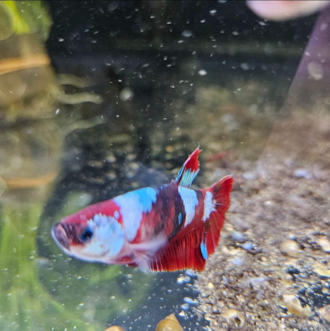 Female Bettas