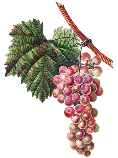 HTC_Heritage Library_Vibrant Vineyard 02Element 9.png