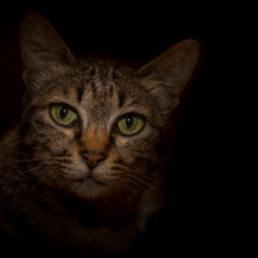 Cat & Rabbit Care Clinic has some dark night safety advice for cat owners