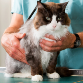Four things your cat should be checked for this autumn at Cat & Rabbit Clinic