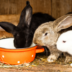 Let’s make Northampton a happier place for rabbits and other small pets this ‘fireworks season’